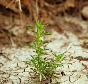 climate