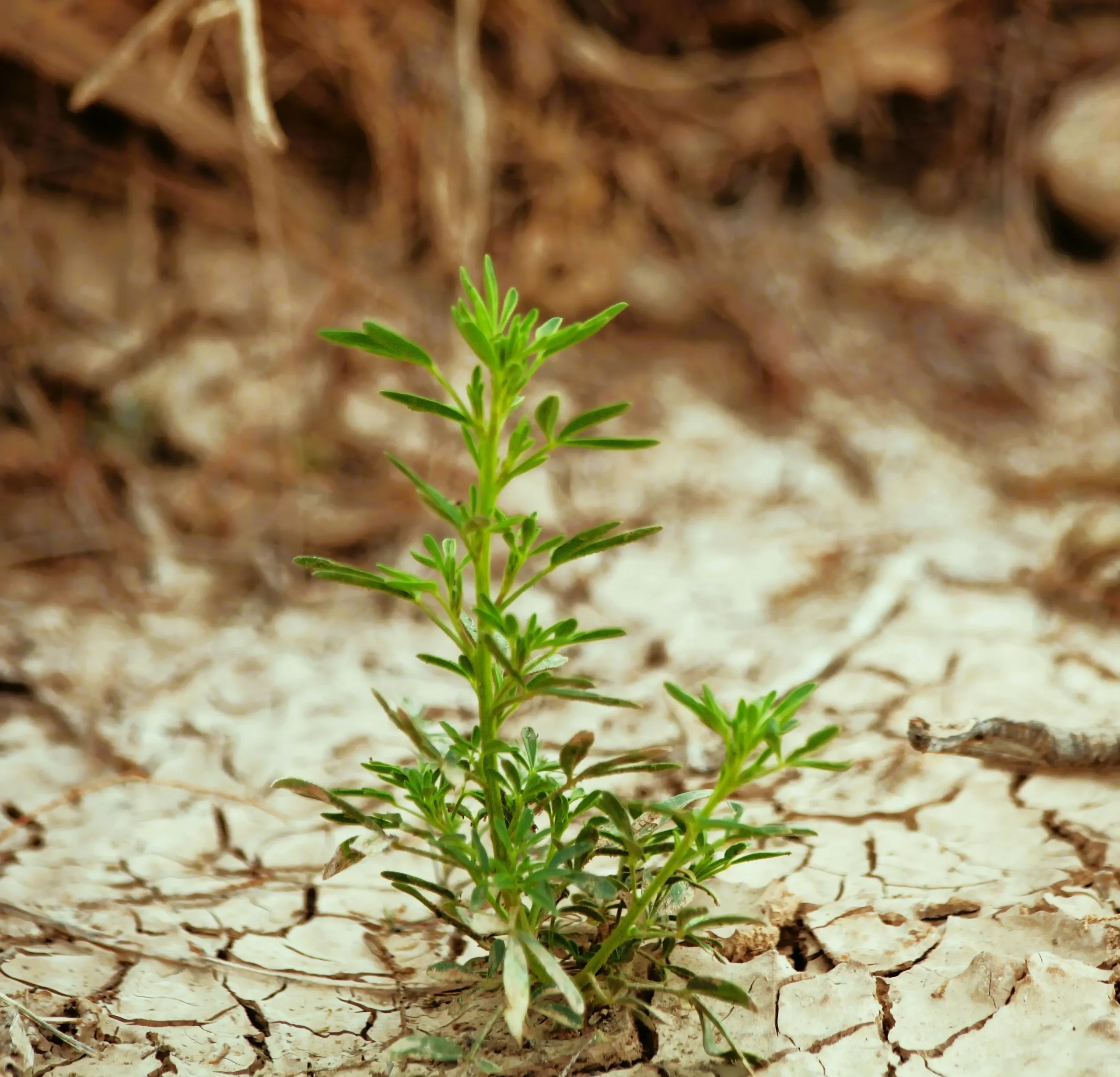 climate